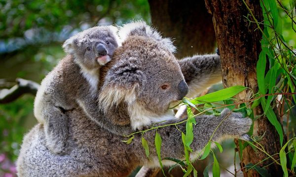 Great Koala National Park: l’Australia crea un santuario di 176.000 ettari per salvare i koala dall’estinzione