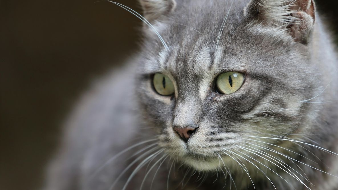 I gatti selvatici potrebbero tornare in Inghilterra dopo centinaia di anni