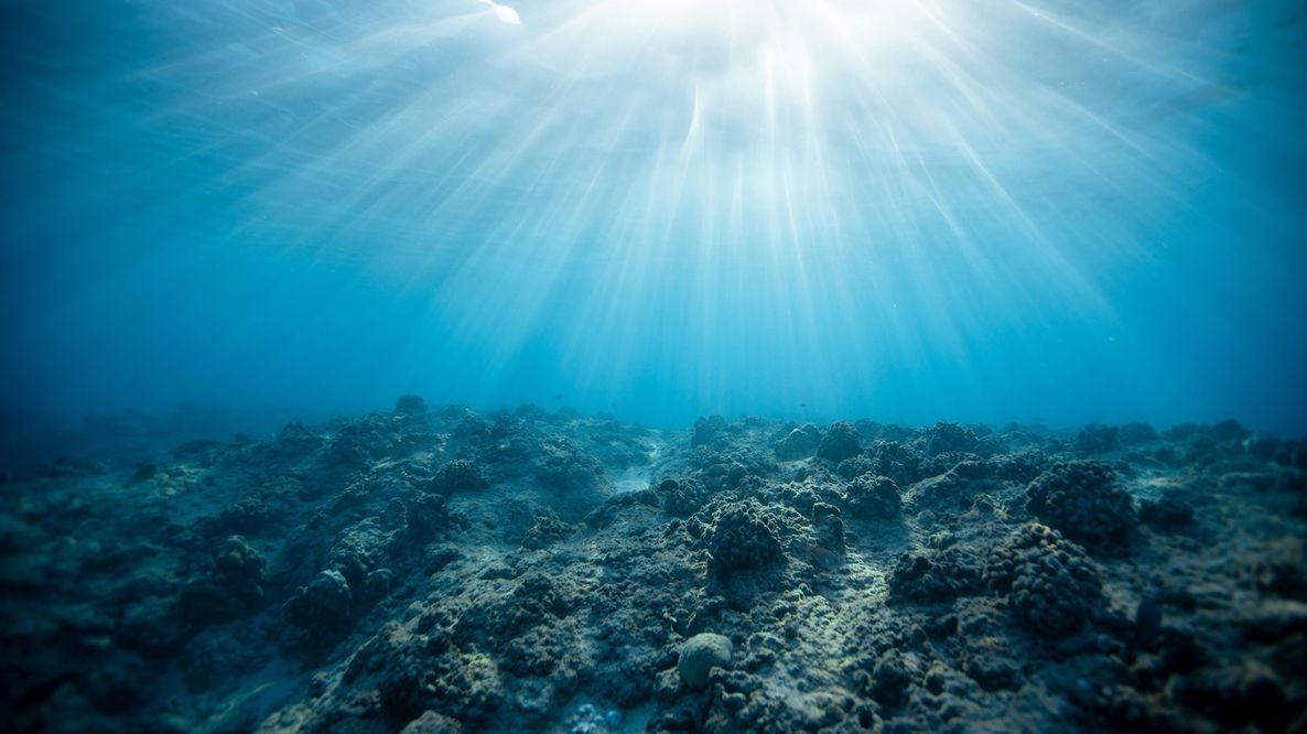 I coralli nel Mediterraneo sono a rischio estinzione