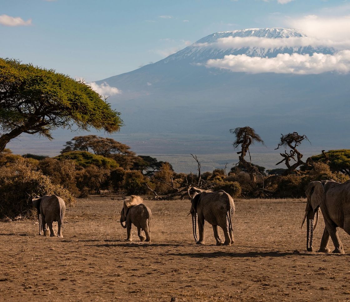 Kilimangiaro, tre quarti della flora naturale sono scomparsi in un secolo