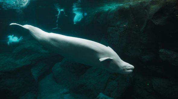 Canada, il primo santuario per balene e delfini ritirati dalla cattività aprirà entro il 2026