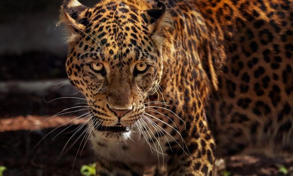 Argentina, primo cucciolo di giaguaro selvatico nel Gran Chaco dopo decenni di assenza
