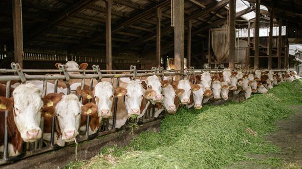 Carne e latticini inquinano più del petrolio: 45 aziende generano oltre un miliardo di tonnellate di gas serra