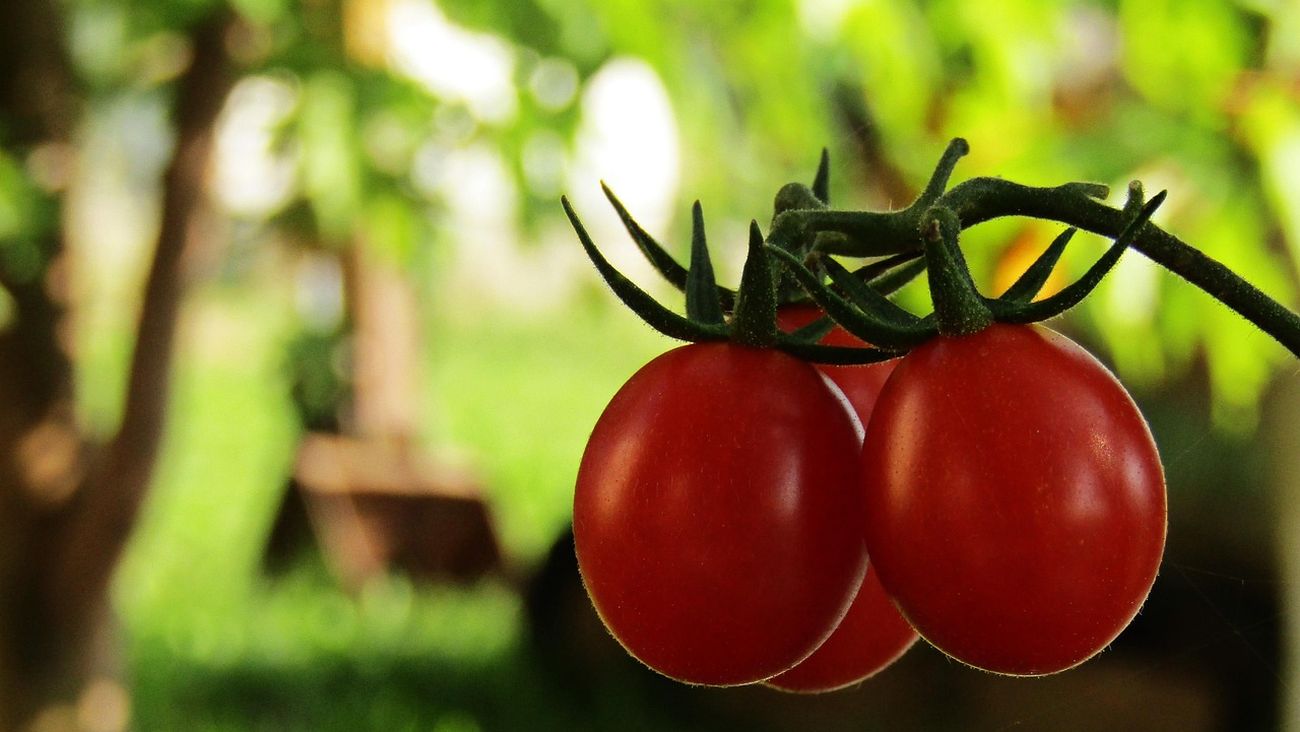 Biologico in Europa da record: consumi a 59 miliardi, l’Italia è leader per superfici e produttori