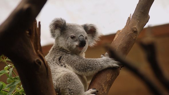 Koala, approvato il primo vaccino al mondo contro la clamidia: riduce la mortalità del 65%