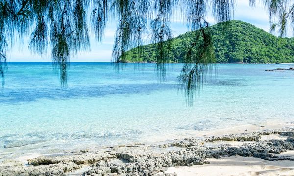 Microplastiche nei pesci del Pacifico: contaminazione anche nelle aree più remote