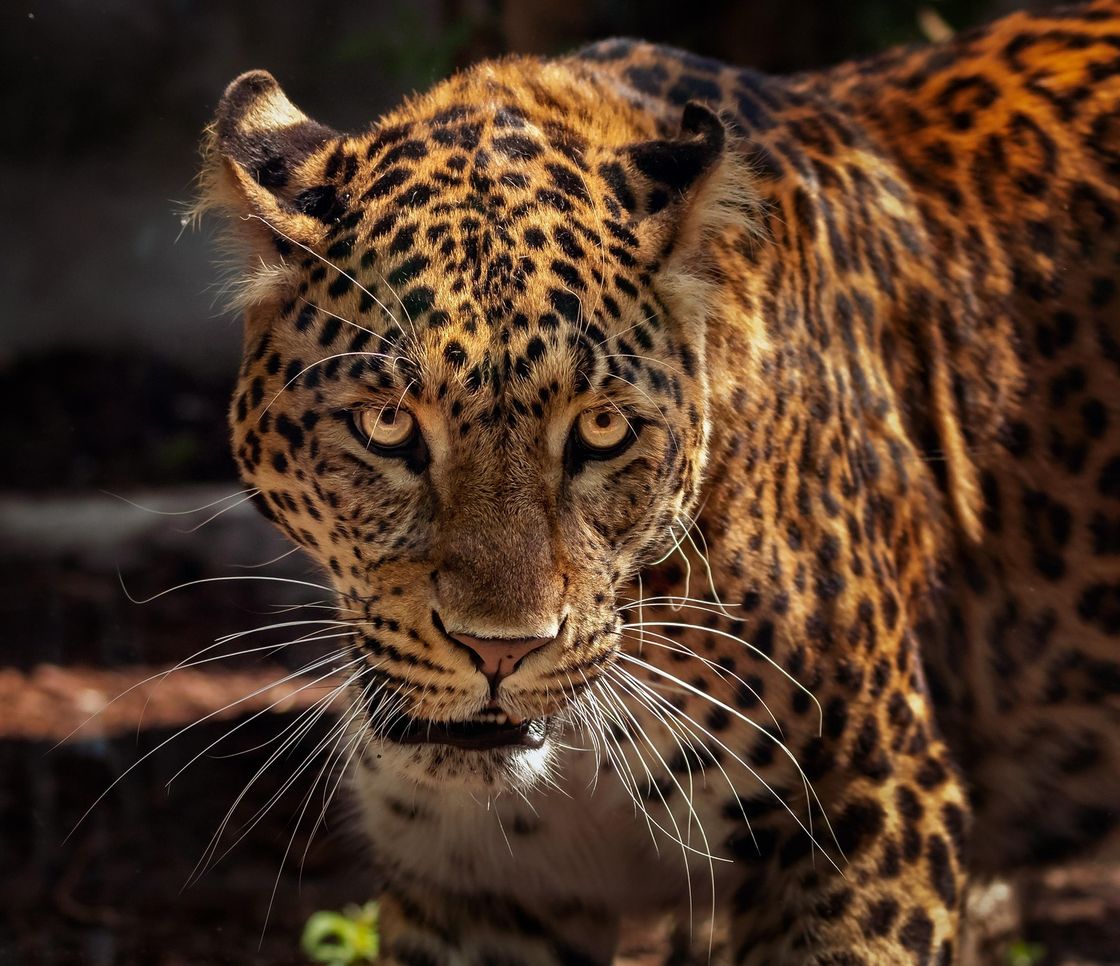 Argentina, primo cucciolo di giaguaro selvatico nel Gran Chaco dopo decenni di assenza