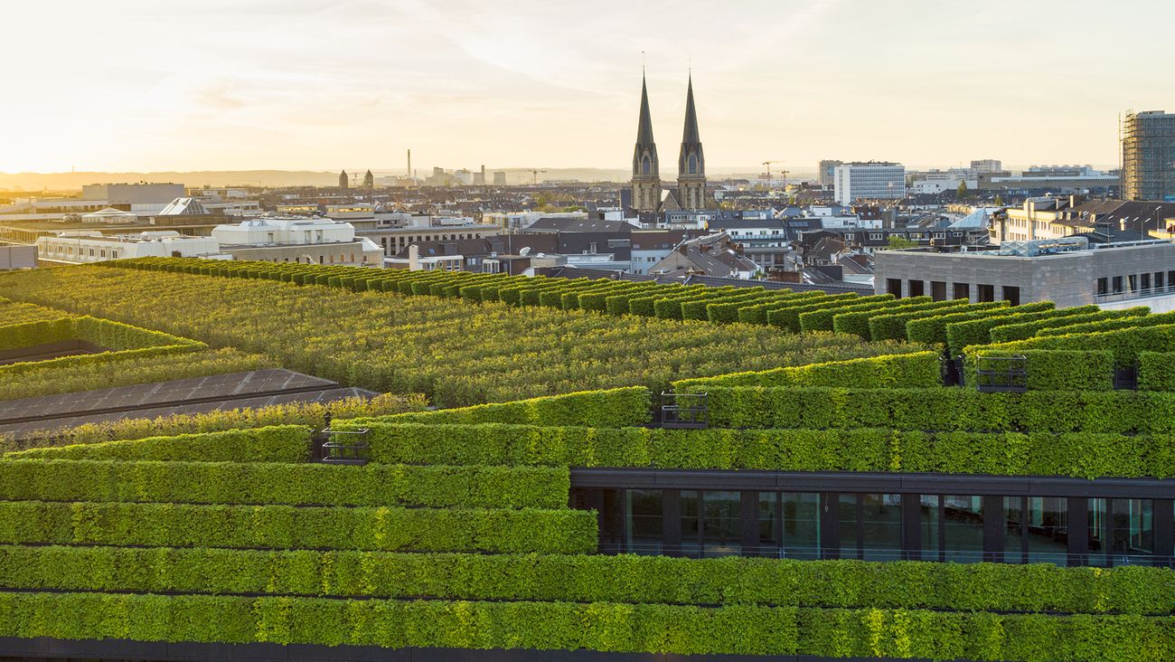 Più alberi in città per vivere meglio: lo studio che collega verde urbano e salute