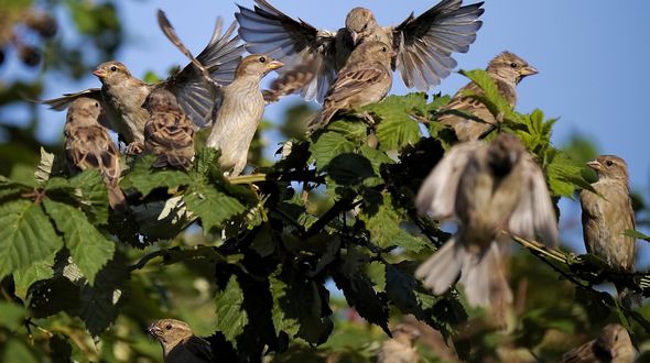 Uccelli selvatici in forte calo nelle campagne italiane: biodiversità agricola sempre più fragile