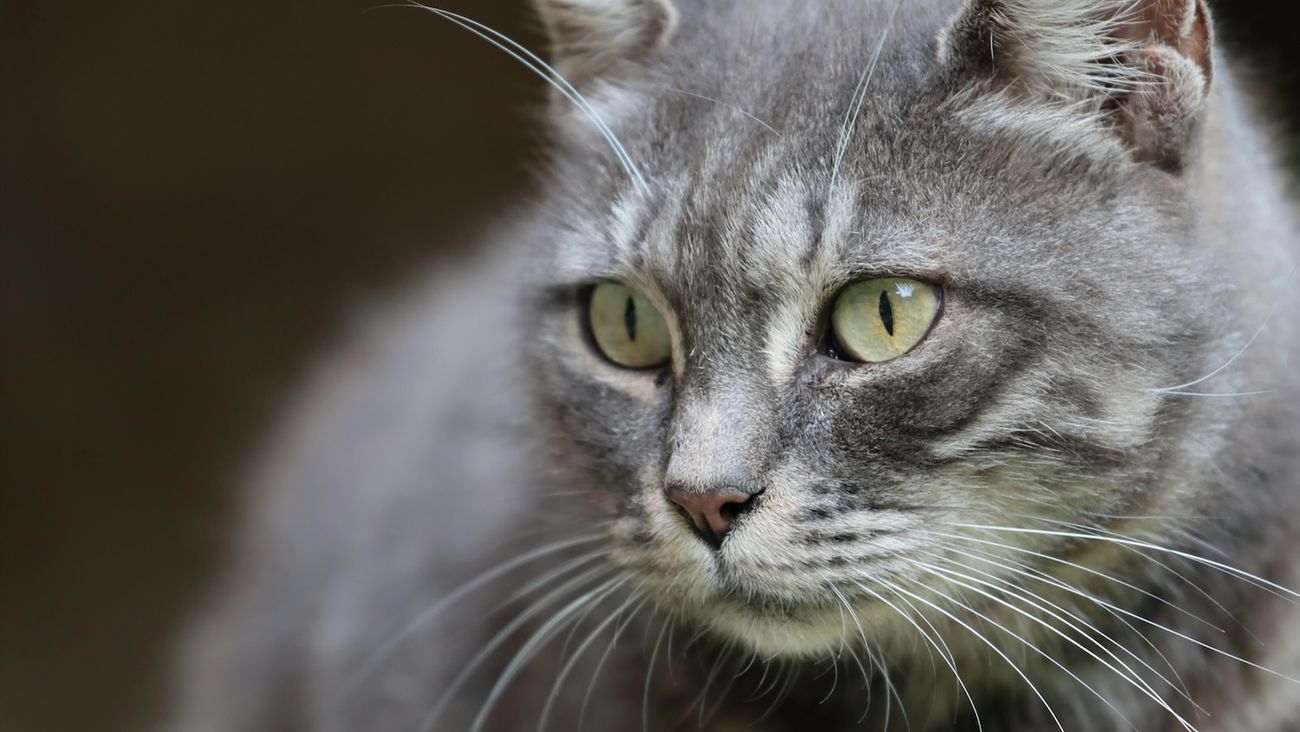 I gatti selvatici potrebbero tornare in Inghilterra dopo centinaia di anni
