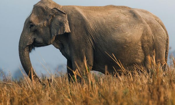 Non sono gli animali ad attraversare la strada: è la strada che attraversa la foresta