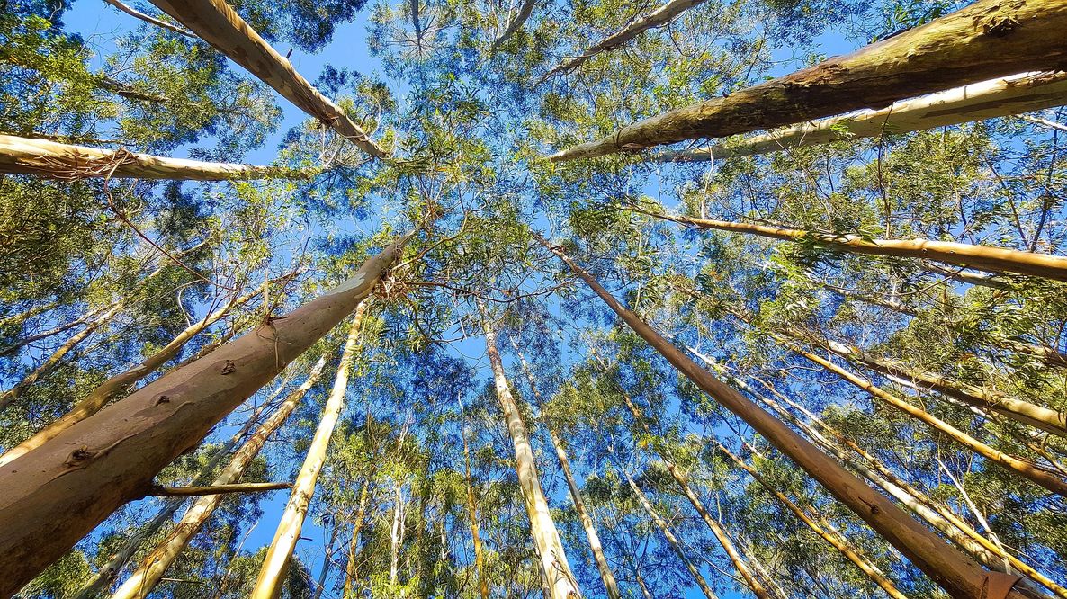 Caldo e piante: tra il 7% e il 16% delle specie vascolari rischia di perdere oltre il 90% del proprio habitat entro il 2100