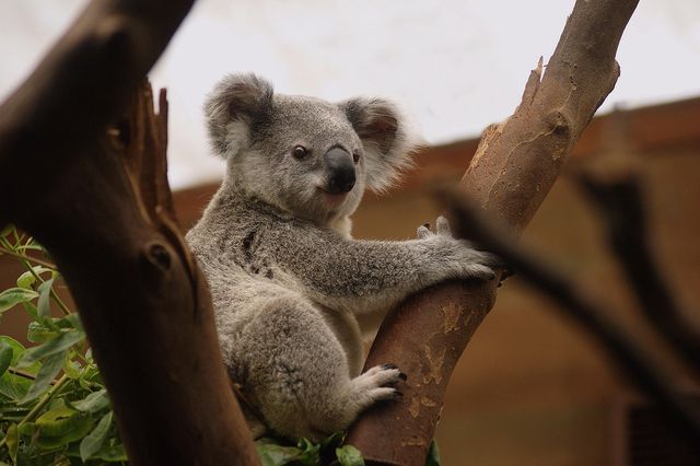 Koala, approvato il primo vaccino al mondo contro la clamidia