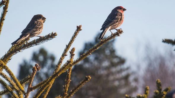 Il ritorno (lento) degli uccelli in Francia dopo il bando dei pesticidi killer per le api