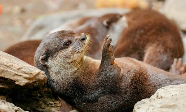 Il ritorno della lontra in Alto Adige: una buona notizia per la biodiversità