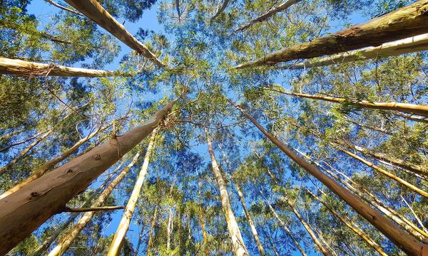 Caldo e piante: tra il 7% e il 16% delle specie vascolari rischia di perdere oltre il 90% del proprio habitat entro il 2100