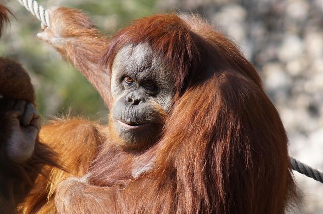 orangutan